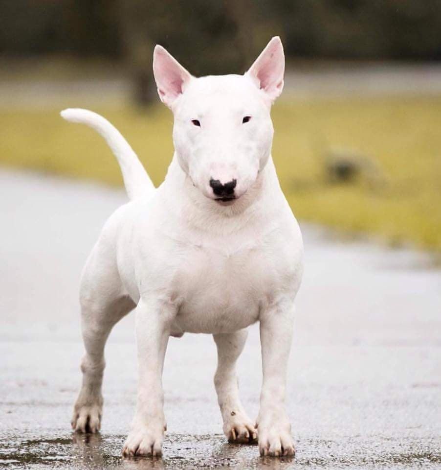 A cute dog picture