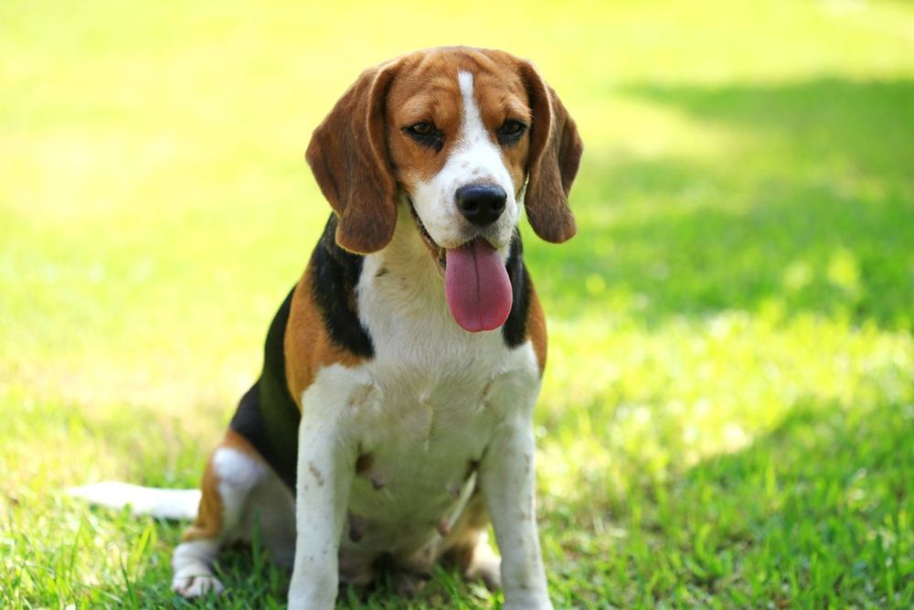 A cute dog picture