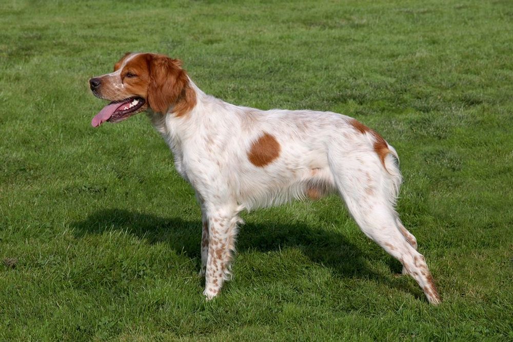 A cute dog picture