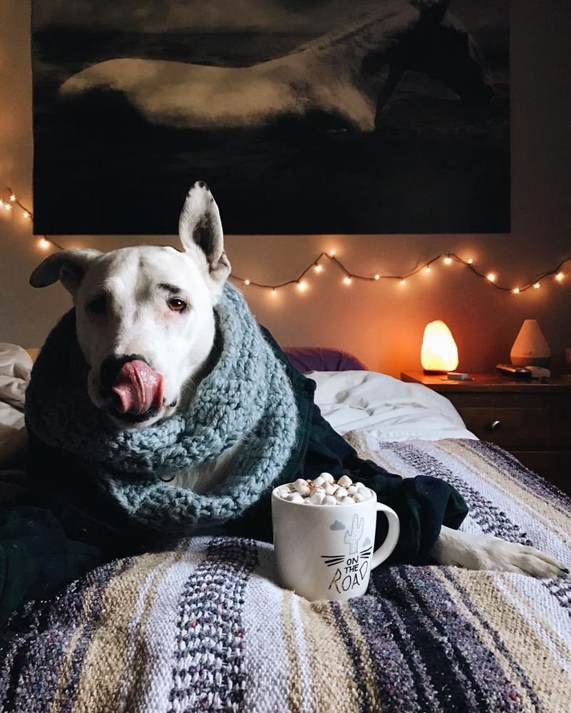 A cute dog picture