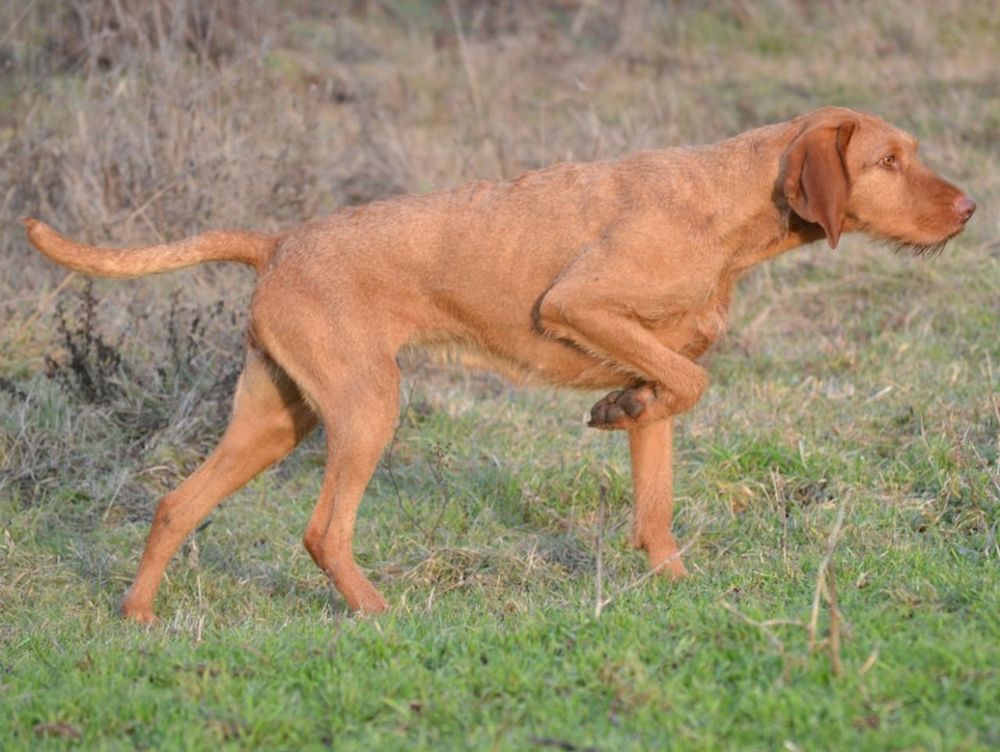 A cute dog picture