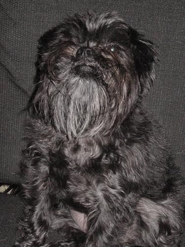 A cute dog picture