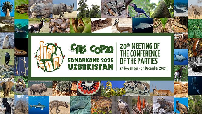 Sustainable Eel Group will join the Cites COP20 20th meeting of the conference of the parties 24-11 until 05-12 2025