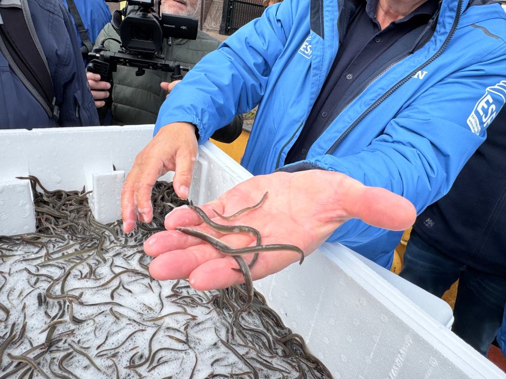 Kleine palinkjes van een centimeter of 10 in de hand van een medewerker. Het laat zien hoe klein de jonge palingen zijn.