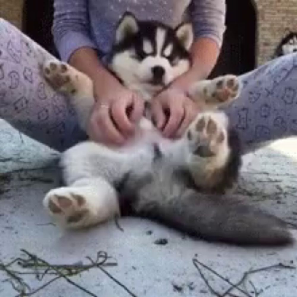 a husky puppy is laying on its back on a person 's legs .