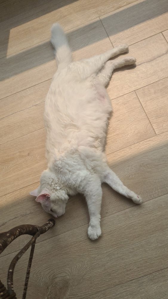 Gato branco deitado no chão de madeira pegando sol