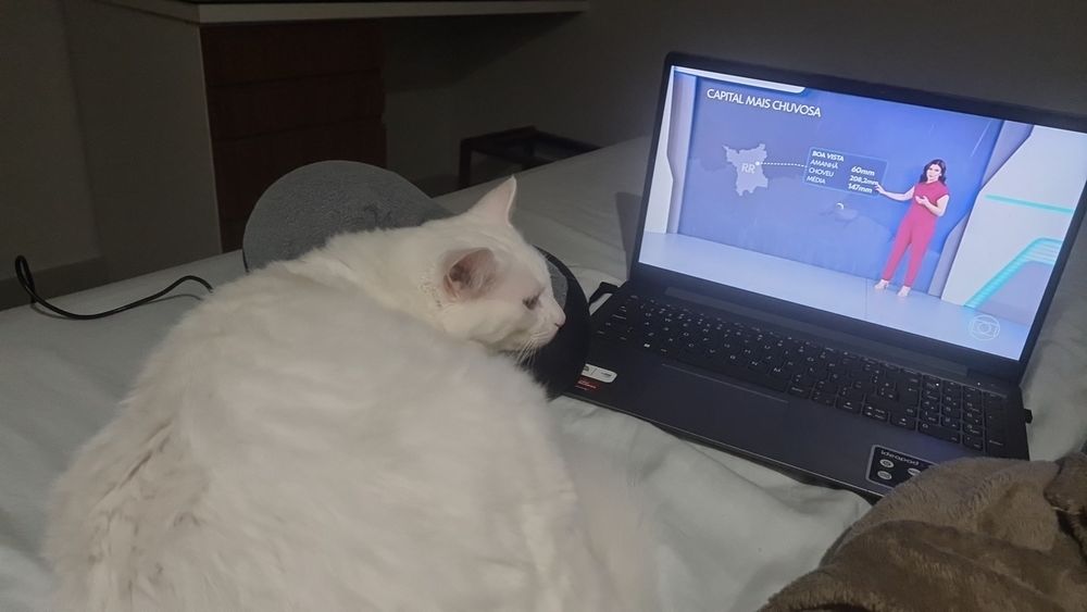 Gato branco deitado em cima de almofada em frente ao notebook que está passando a globoplay