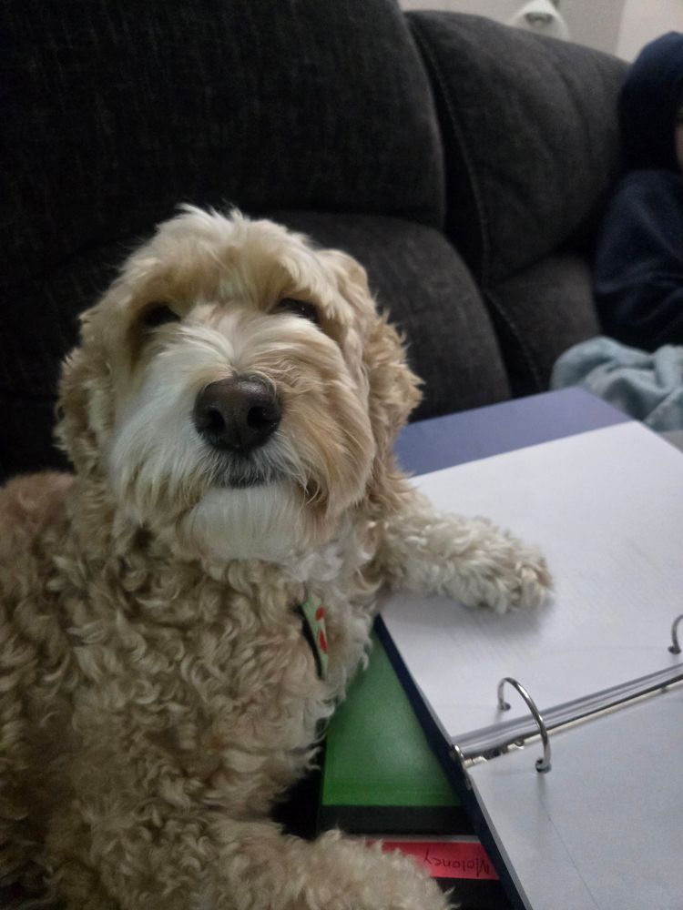 Cockapoo with his paw on an open binder.