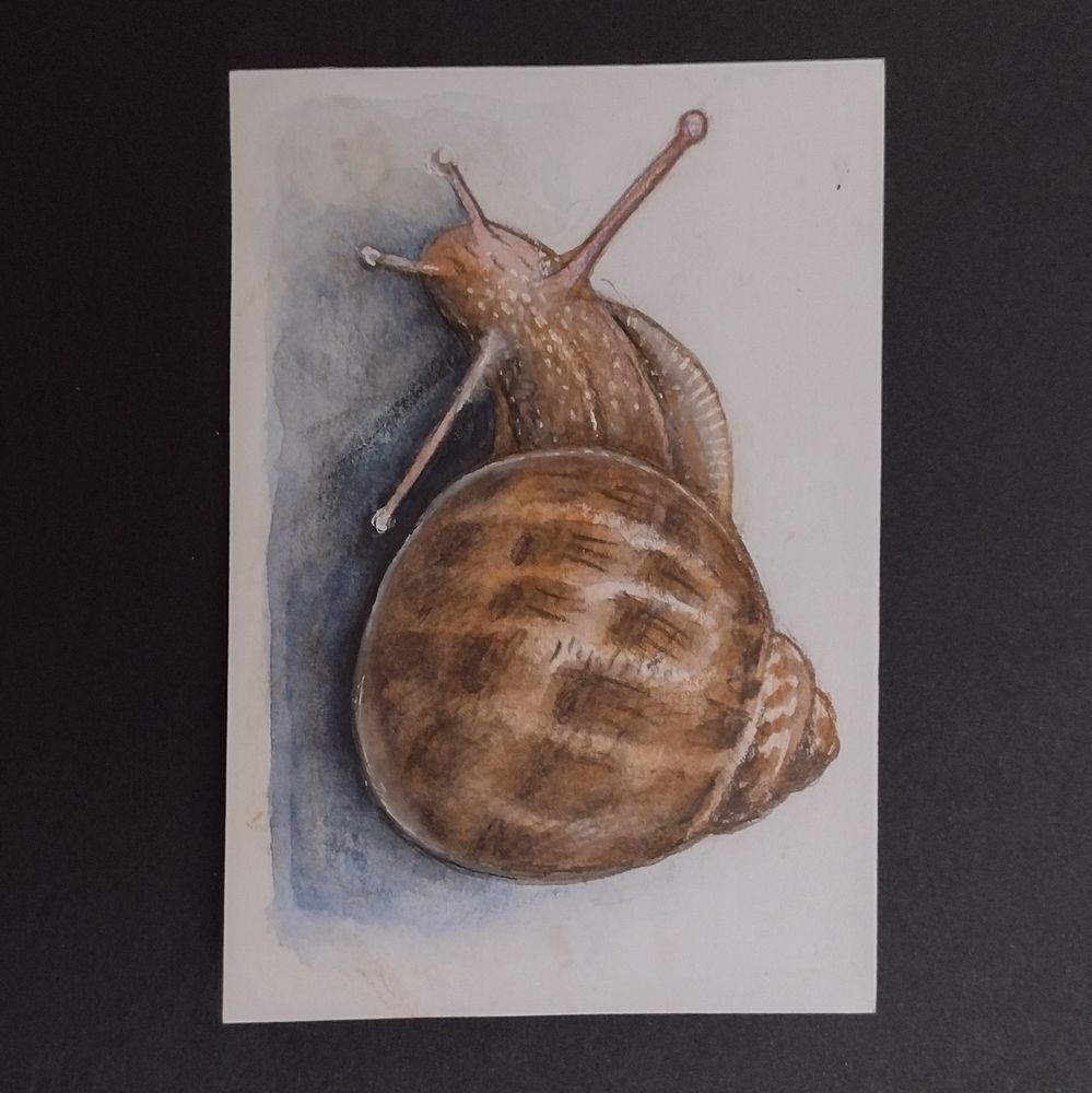 The image shows a sketch of a snail made using watercolour pencils.