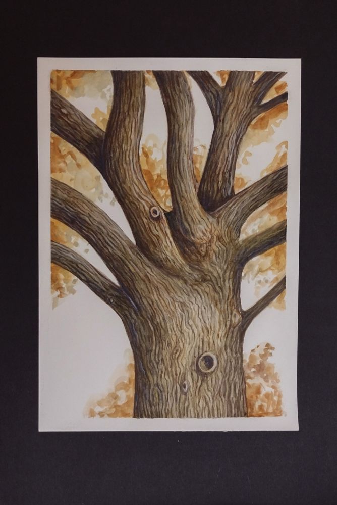 Image shows a drawing of a tree made using watercolour and coloured pencils, using warm russet and golden brown tones