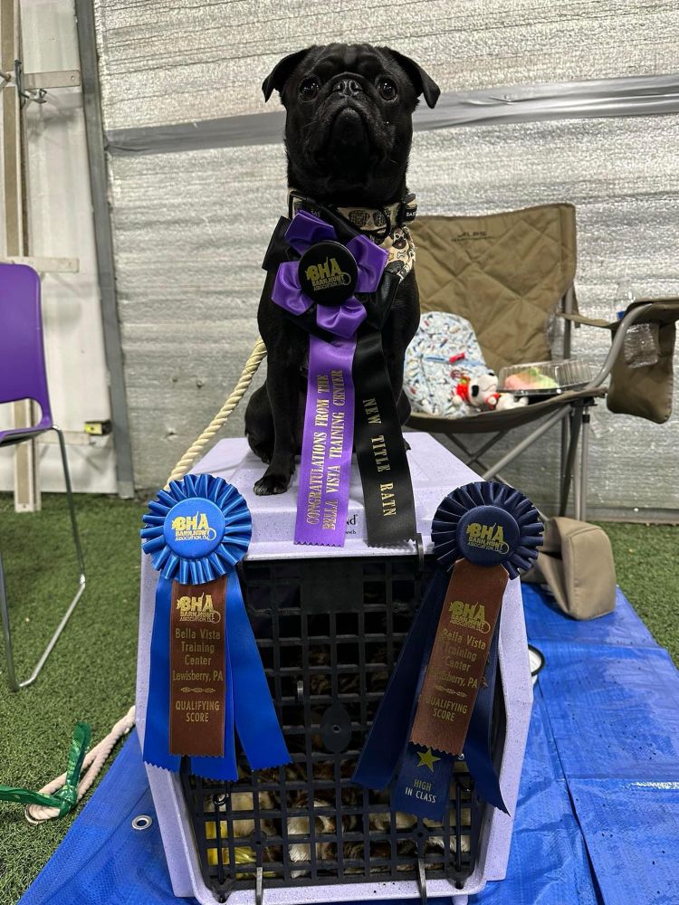 Black pug sitting on a purple crate with a black & purple rosette hanging from her harness and blue rosettes hanging on her crate. 