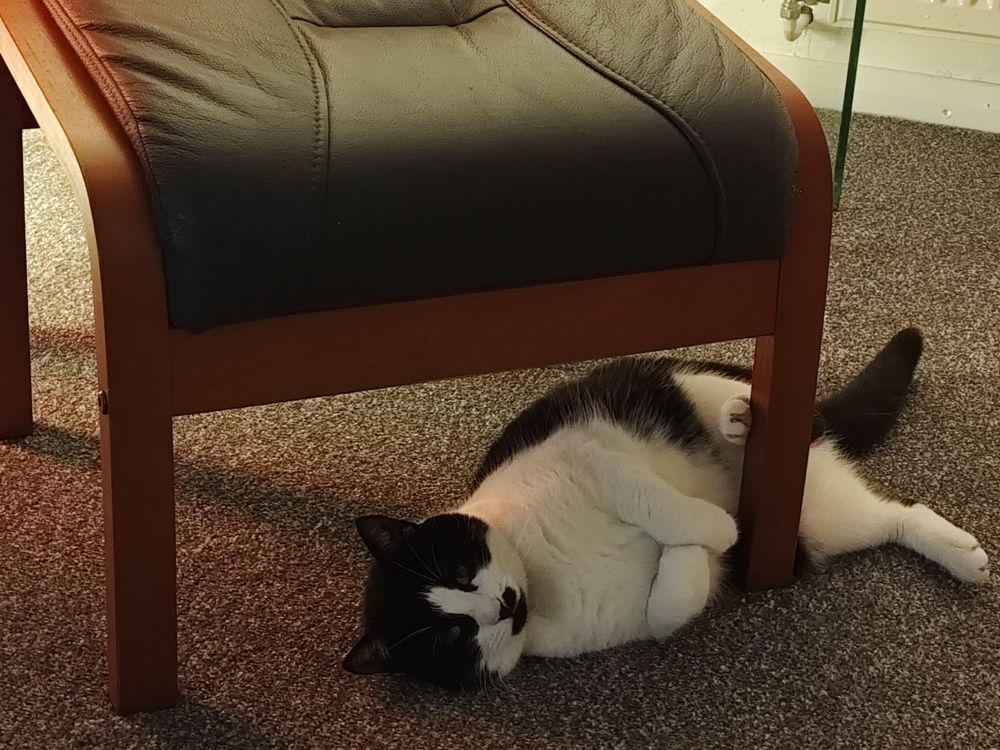 The same cat, letting go of the footstool and trying to deny everything.