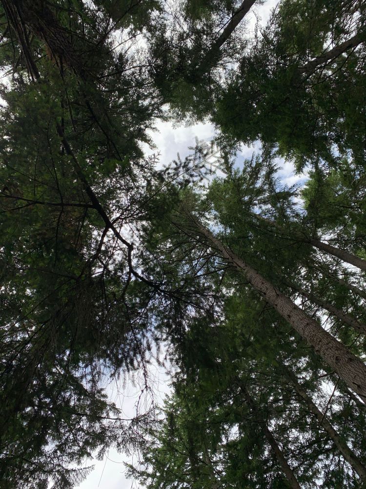 Giant upward looking image of tall evergreen trees