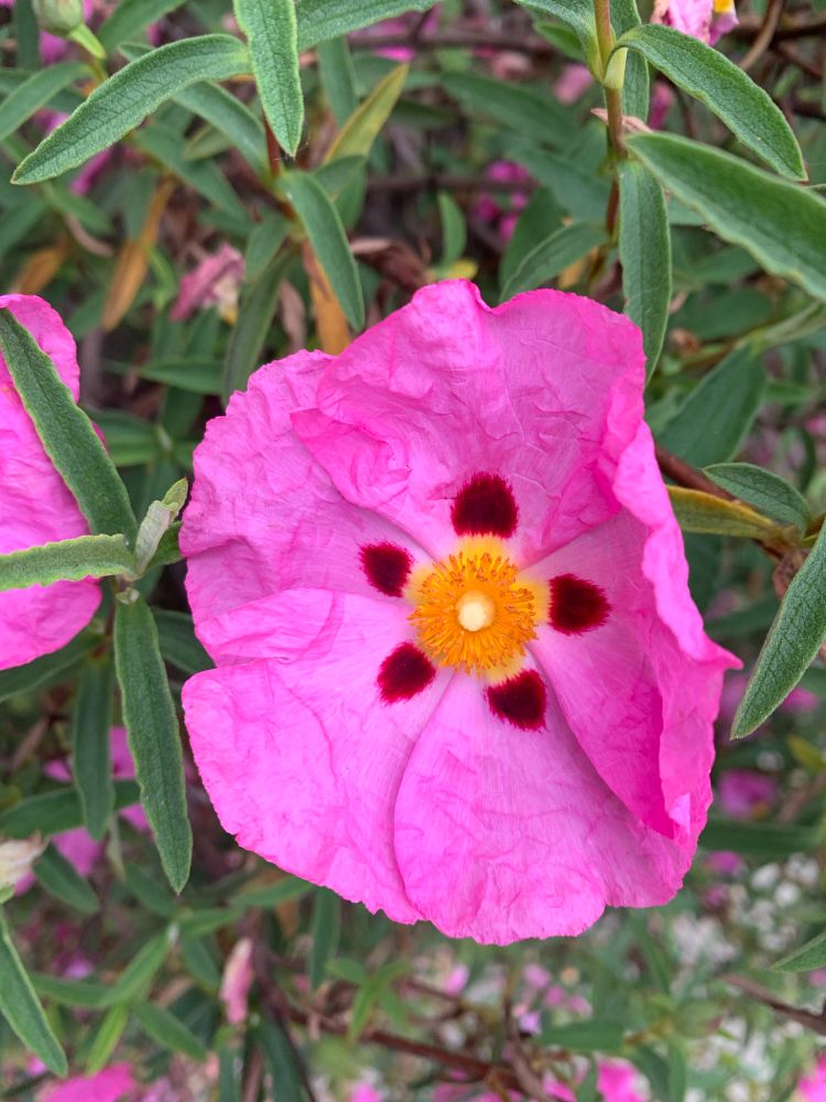 Pink flower w red star inner pattern and yellow center
