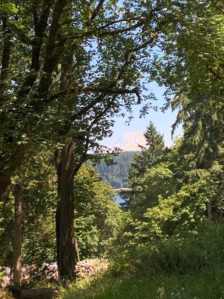 Mountain through tree