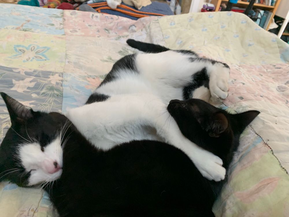Black and black and white cat biting each other.