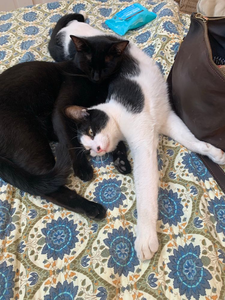 Black and black and white cat lying in each others laps 