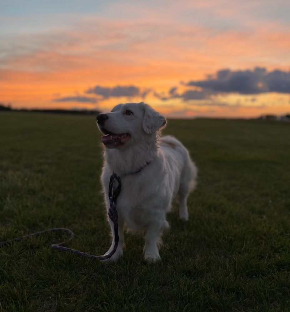 a white dog with short legs stands in a field with the sunset in the background 