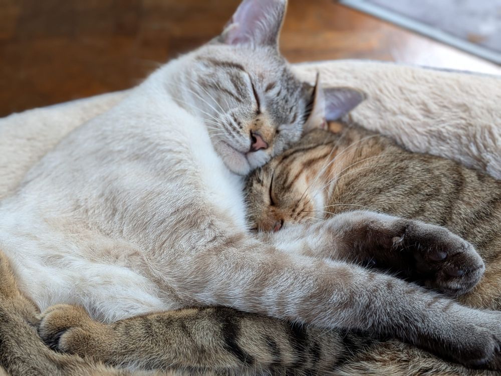 抱き合うように眠る2匹の猫