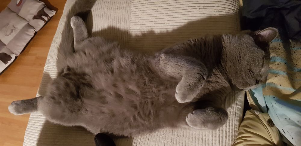 Gray BSH cat Rigo lying on his back on his cushion