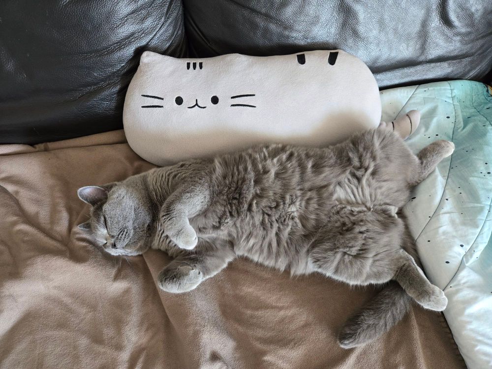 another grey cat lying totally relaxed on his back on a sofa against a grey cat plus cushion and spotting his extremely fluffy belly