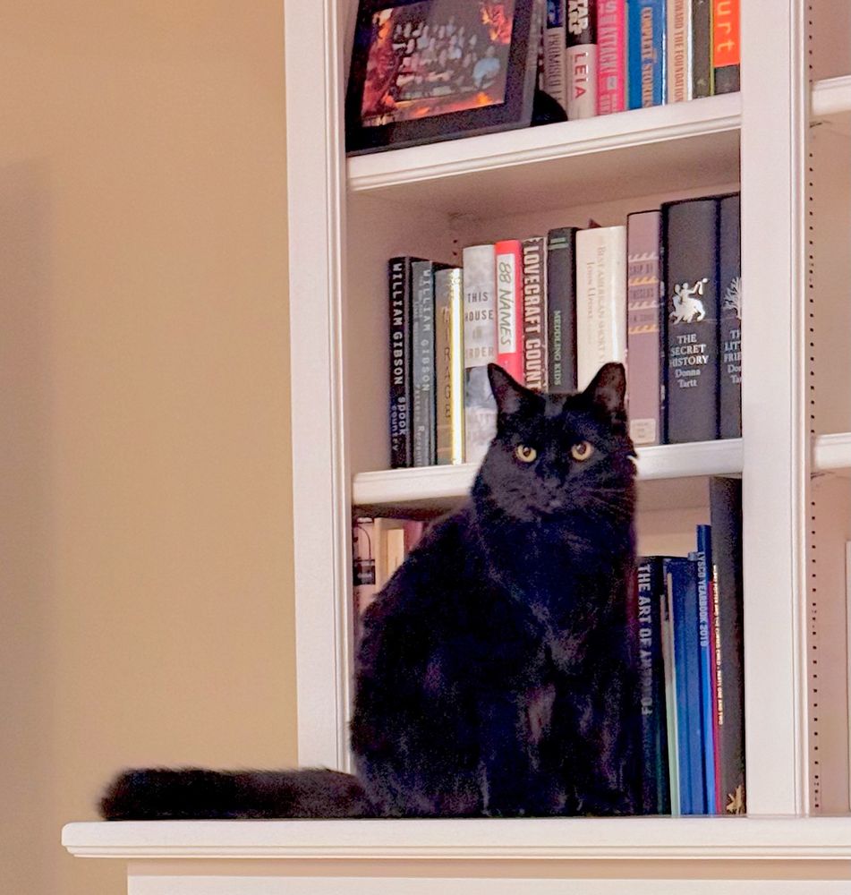 A long-haired black cat sits in front of a shelf of books.