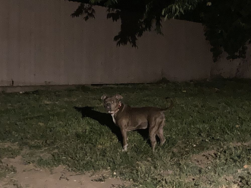 A dog stands on a grassy area at night, illuminated by light, with a fence and trees in the background.