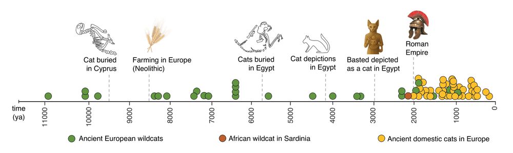 Timeline of cat dispersal in Europe. Ancient genomes are shown as filled circles with European wildcats in green, domestic cats in yellow and the African wildcat found in Sardinia in red. The African wildcat sample found in Sardinia dates back to the second century BCE. Domestic cats appear in Europe only during the last 2000 years.

Modified from the article