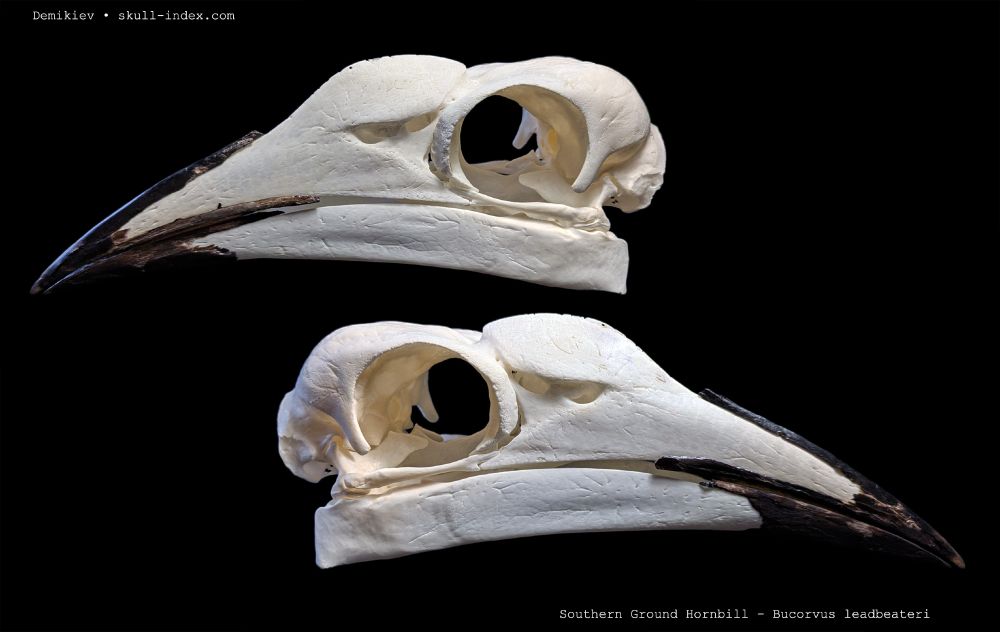 Left and right Lateral views of the skull of a Southern Ground Hornbill, showing off the large beak that this species has.