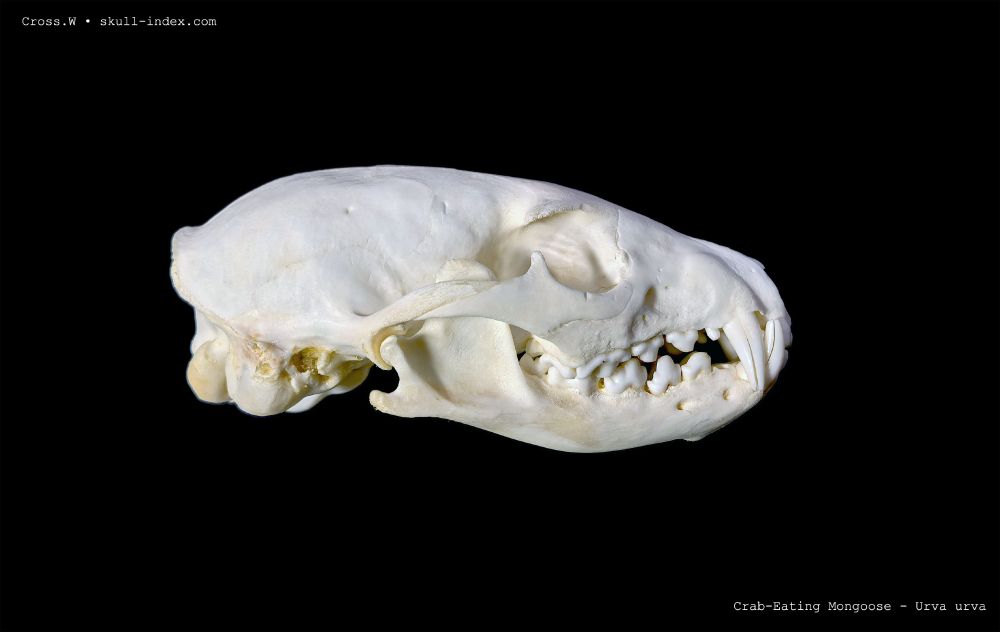 Lateral right view of a Crab-Eating Mongoose skull, a type of herpestidae, against a black background. The text 'Cross.W - skull-index.com' in the top left corner, and the text ' Crab-eating Mongoose - urva urva' in the bottom right.