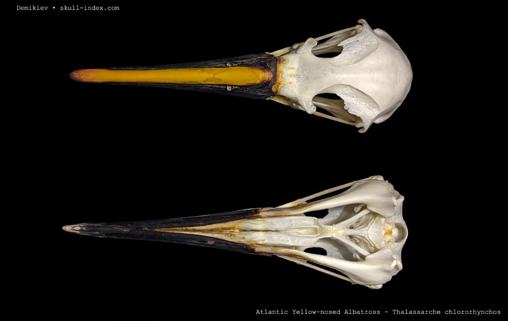 Superior and Inferior view of the skull of an Atlantic yellow-nosed Albatross, showing off the vibrant yellow and black beak and delicate pterygoid bones. The Skull is on top of a black background