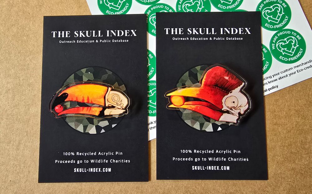 Two acrylic pins on black backing cards, one pin features the skull of a toco toucan holding a berry between its very colourful and vibrant orange beak. The other pin shows the skull of a helmeted hornbill, which is holding an orange coloured fig called a strangler fig. 