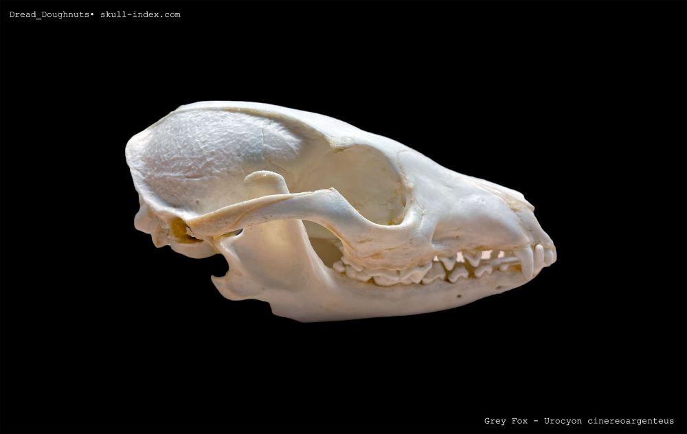 Lateral Right view of the skull of a Grey Fox ( Urocyon cinereoargenteus ), against a black background.