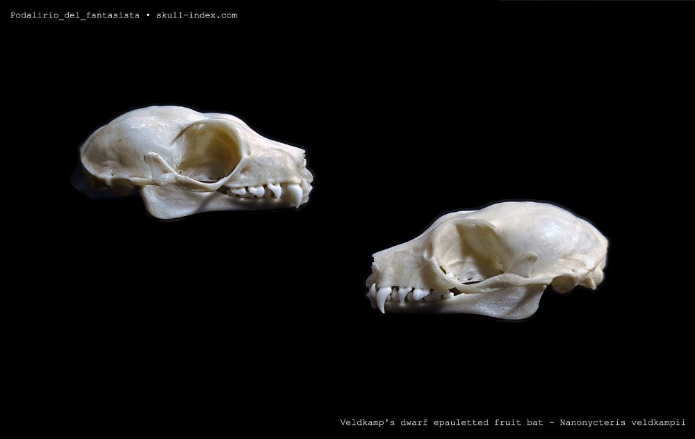Lateral left and right views of a skull of a bat, the species is Veldjamp's dwarf fruit bat.