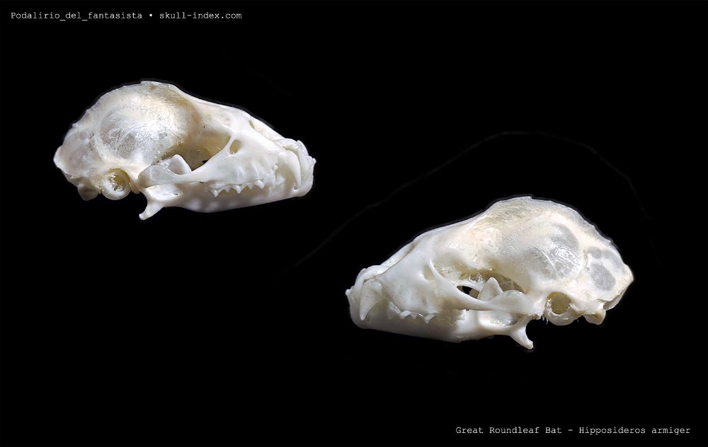Lateral left and right views of a bat skull, the species is Great roundleaf bat.