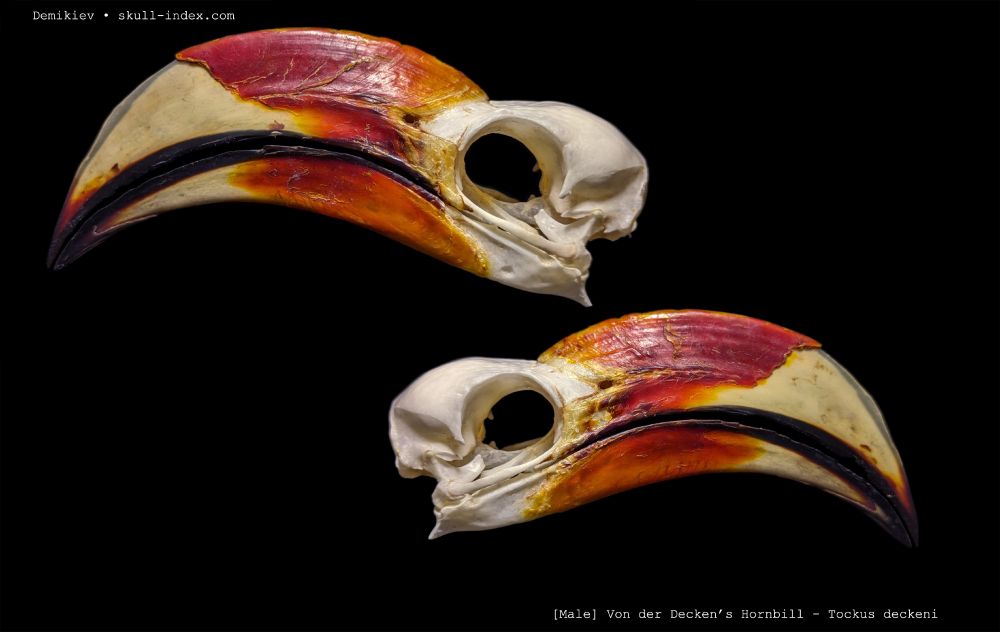 Left and Right lateral images of the skull of a Von Der Decker's Hornbill skull, showing off the brightly coloured red and ivory coloured bill.