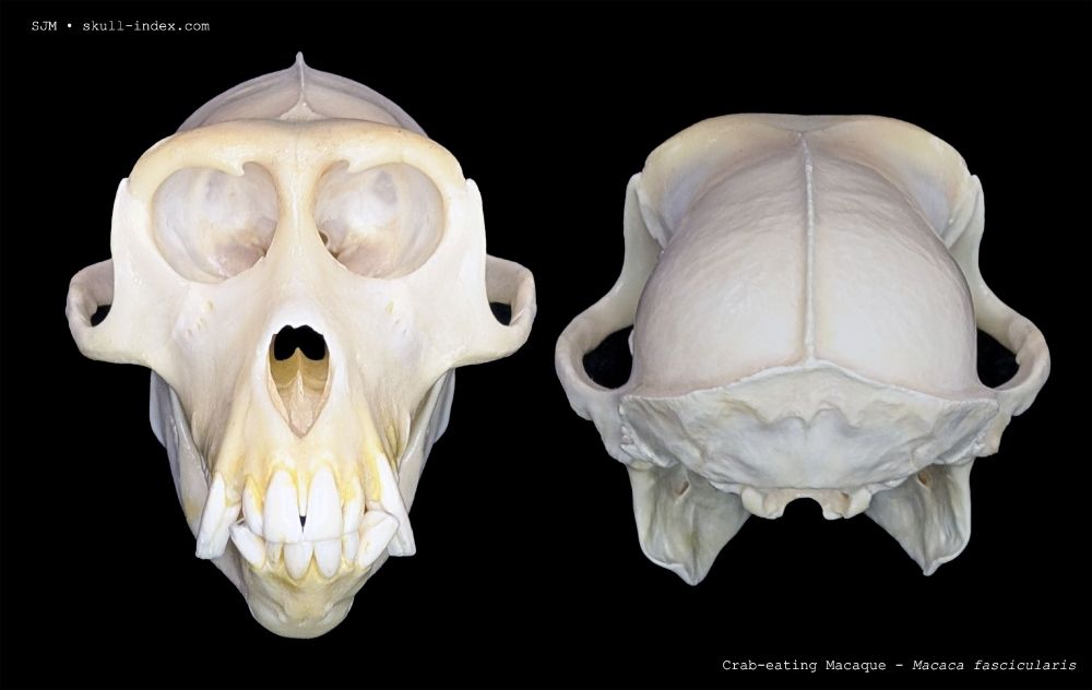 Anterior and posterior views of an adult male crab-eating macaque skull.