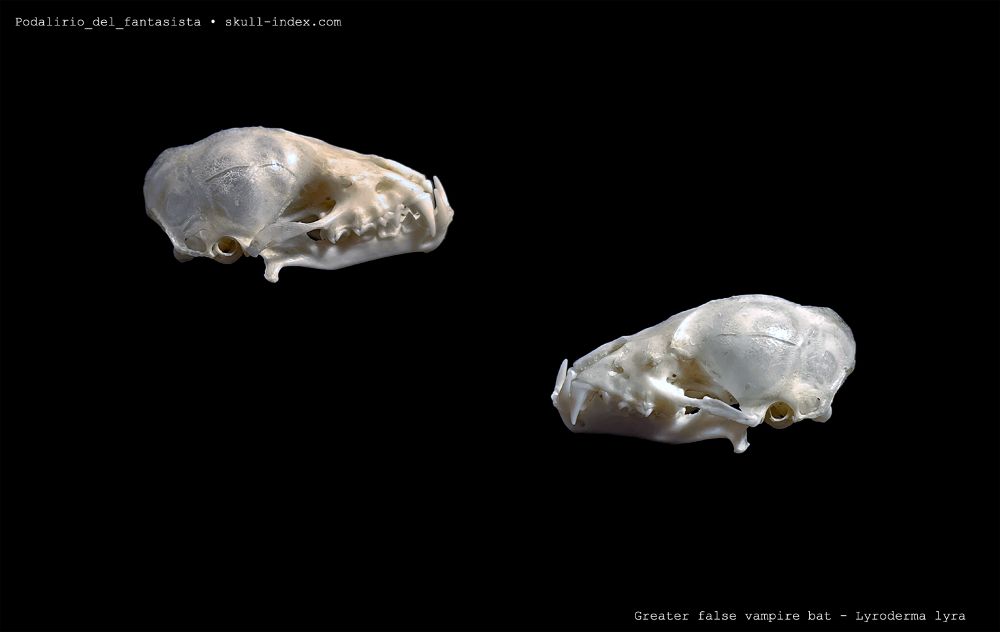 Lateral right and left views of the skull of a bat, the species is Greater False Vampire bat