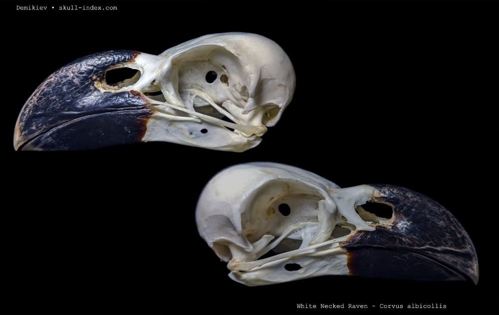 Photographs of the skull of a White Necked Raven. A large corvid with a thick, large beak. Two views showing lateral right and lefts, against a black background,