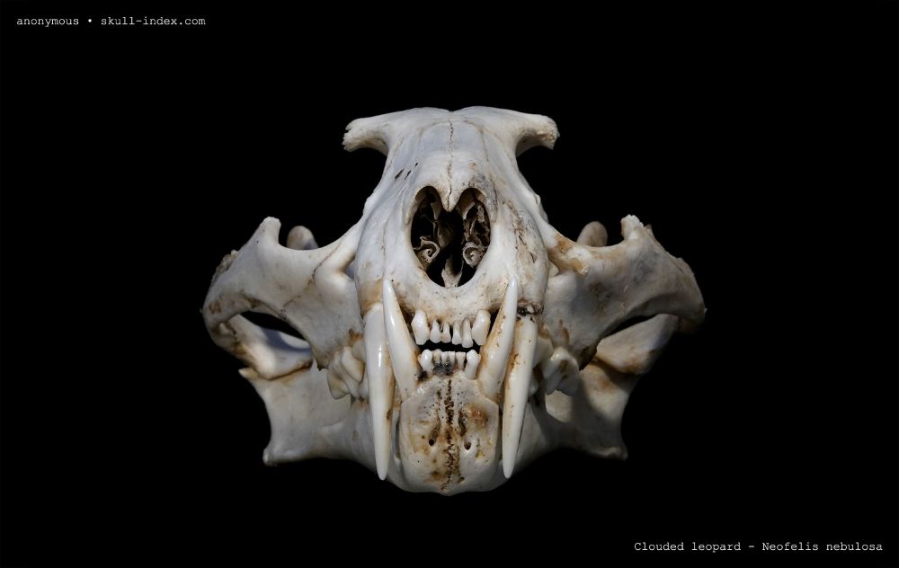Anterior view of a mainland clouded leopard skull.