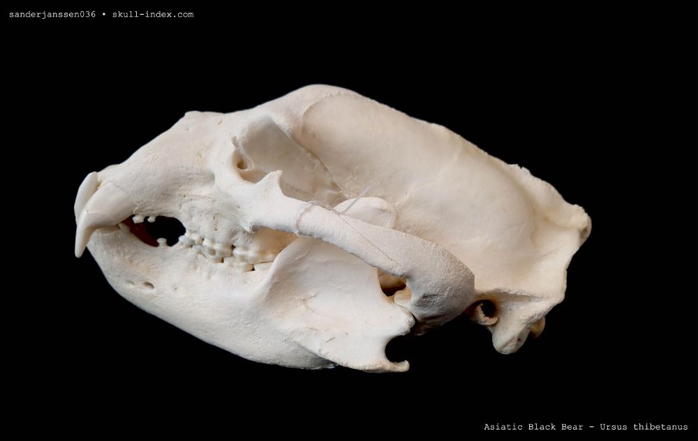 Lateral left view of a skull of a large male Asiatic Black Bear (Scientific binomial name is 'Ursus thibetanus', small text in the top right corner says the collaborator username ' sanderjanssen036' and the URL skull-index.com.