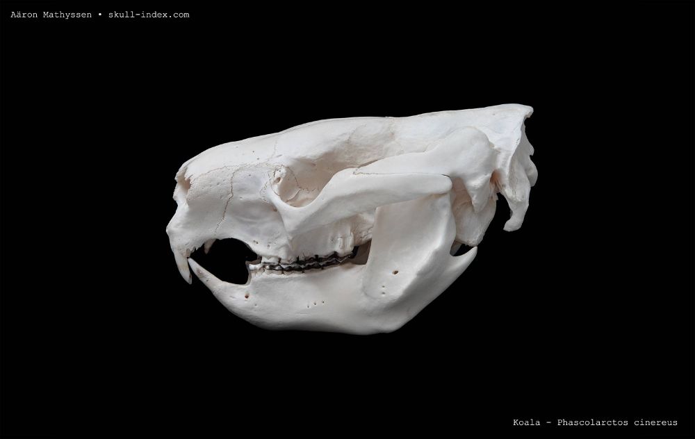 Left lateral view of a koala skull.