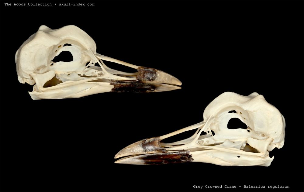 Left and right lateral views of the skull of a Grey Crowned Crane, showing off the bulbous cranium with twin bumps on the posterior frontal bone.