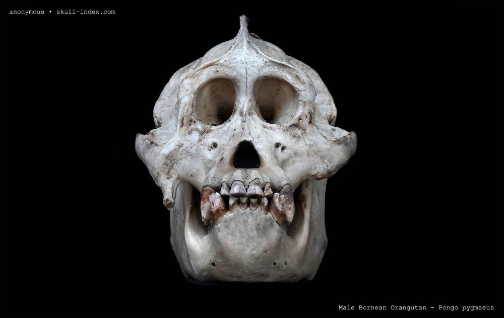 Anterior view of an adult male Bornean orangutan skull.