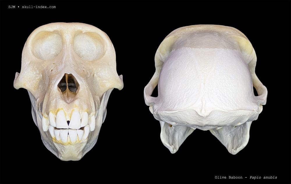 Anterior and posterior views of an adult female olive baboon skull.