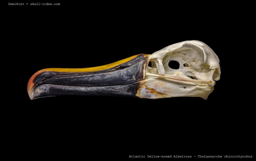 Lateral Left view of the skull of an atlantic yellow nosed albatross, showing off the vibrant yellow and black beak. The Skull is against a black background.