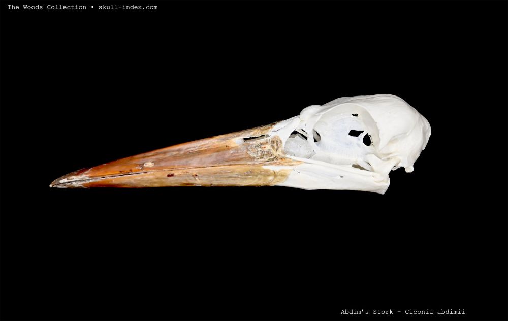 Left lateral view of the skull of an abdim's stork against a black background. 