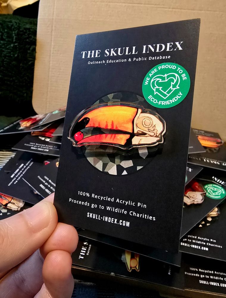 A hand holding up one acrylic pin on a black backing card, the pin being held up features the skull of a toco toucan holding a berry between its very colourful and vibrant orange beak. 
