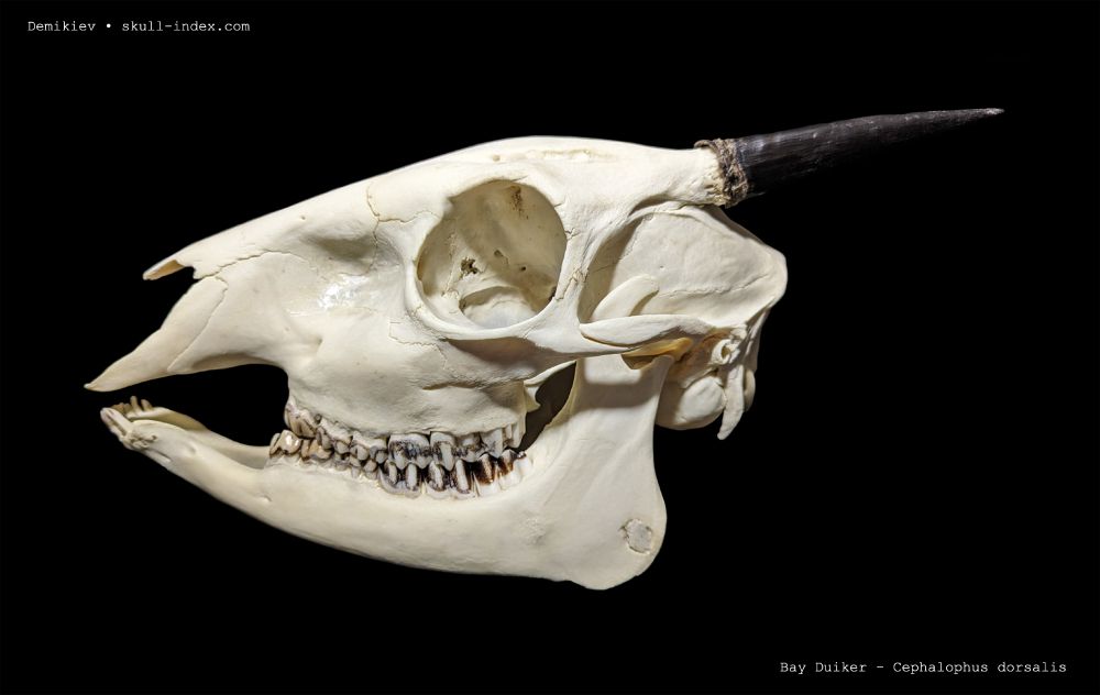 Lateral view of a bay duiker skull.