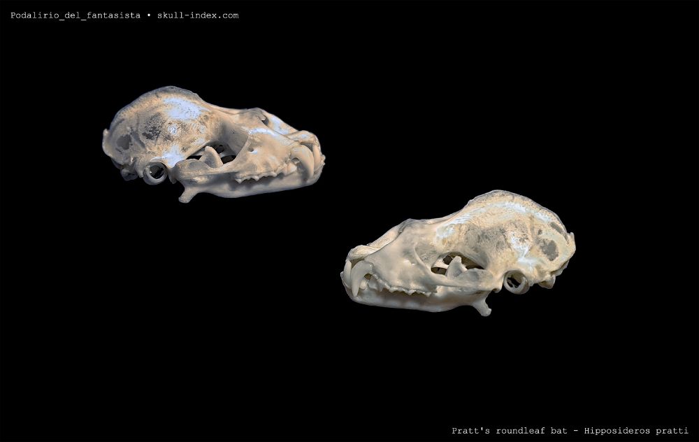 Lateral left and right views of a bat skull, the species is Pratt's roundleaf bat.